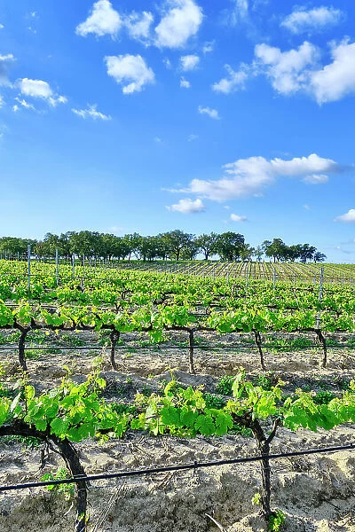 Vineyards in Spring. Fernao Po, one of the best terroir in the Palmela region. Portugal