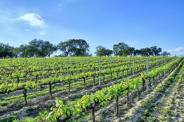 Vineyards in Spring. Fernao Po, one of the best terroir in the Palmela region. Portugal