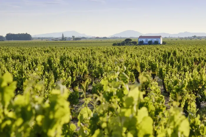 Framed Print : Vineyards in Spring. Fernao Po, one of the best terroir in the Palmela region. Portugal
