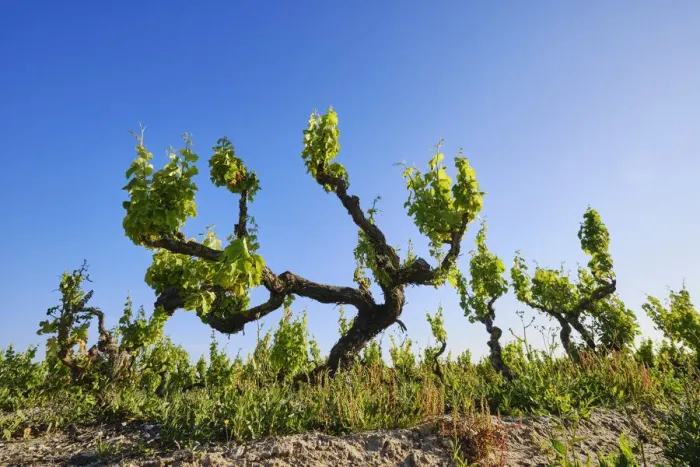 Framed Print : Vineyards in Spring. Fernao Po, one of the best terroir in the Palmela wine region Framed Print : Vineyards in Spring. Fernao Po, one of the best terroir in the Palmela wine region