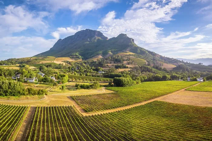 Framed Print : Vineyards of Stellenbosch & Simonsberg Mountain, Western Cape, South Africa Framed Print : Vineyards of Stellenbosch & Simonsberg Mountain, Western Cape, South Africa