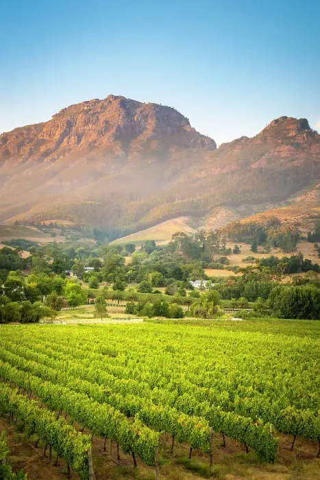 Framed Print : Vineyards of Stellenbosch & Simonsberg Mountain, Western Cape, South Africa Framed Print : Vineyards of Stellenbosch & Simonsberg Mountain, Western Cape, South Africa