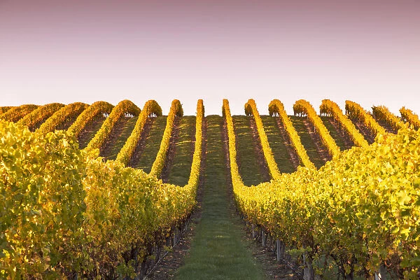 Vineyards at sunrise, Blenheim, Marlborough, South Island, New Zealand