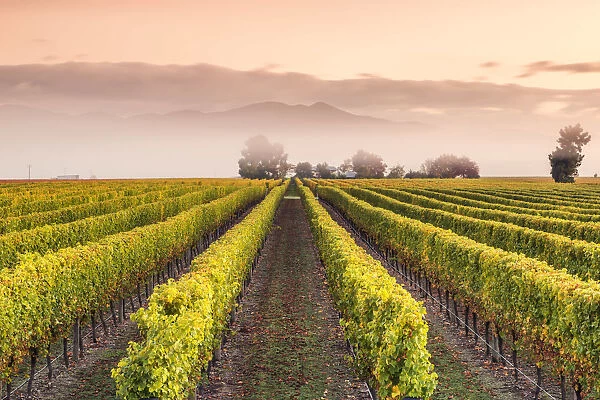 Vineyards at sunrise, Blenheim, Marlborough, South Island, New Zealand