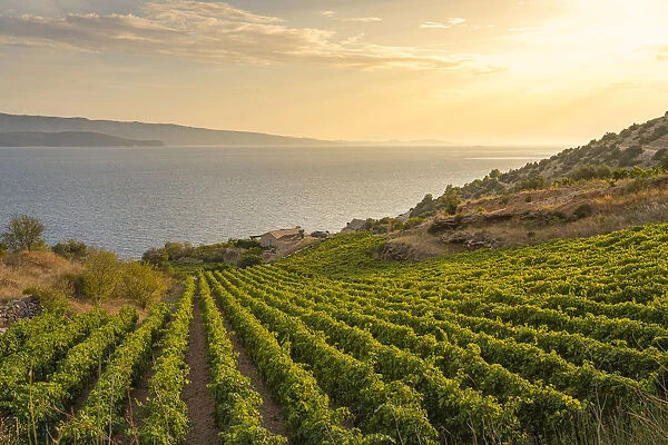 Vineyards at sunset and Adriatic sea in the background, in summer