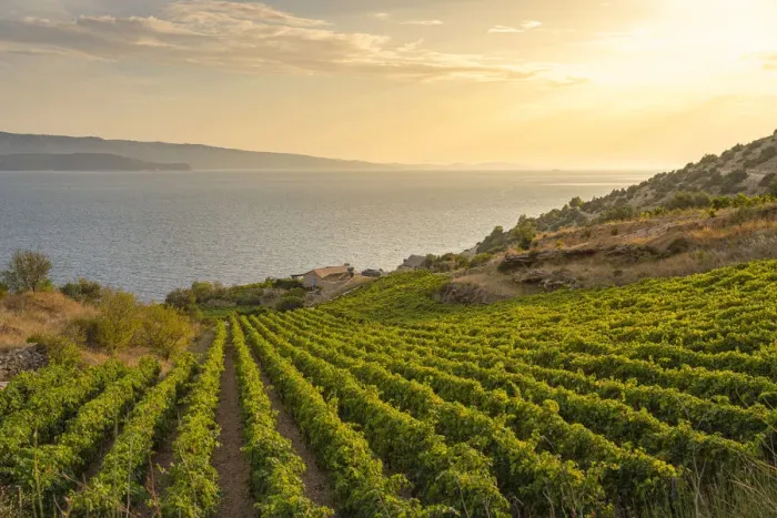 Framed Print : Vineyards at sunset and Adriatic sea in the background, in summer Framed Print : Vineyards at sunset and Adriatic sea in the background, in summer