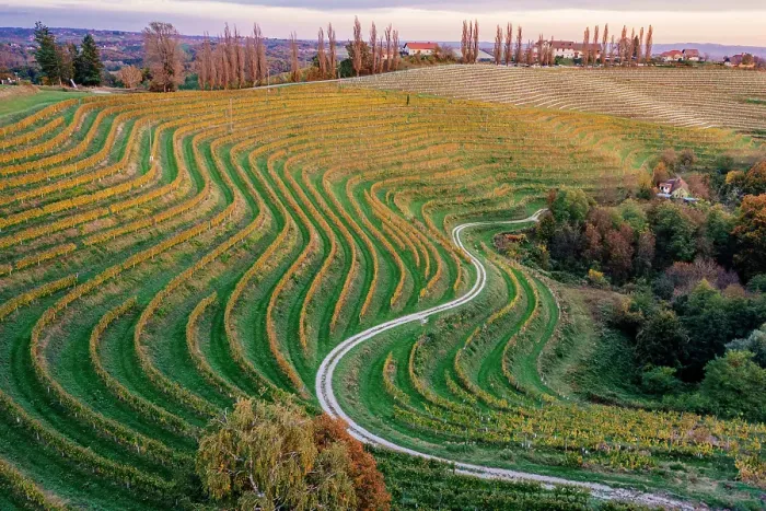 Framed Print : Vineyards at sunset. Jeruzalem wine region, Ormoz, Drava region, Slovenia Framed Print : Vineyards at sunset. Jeruzalem wine region, Ormoz, Drava region, Slovenia