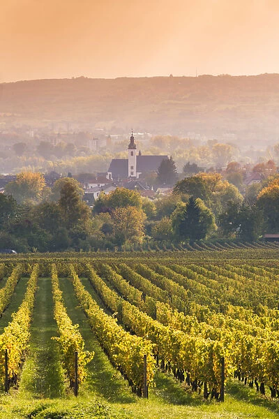 Vineyards at sunset, Oestrich-Winkel, Rhine valley, Hesse, Germany