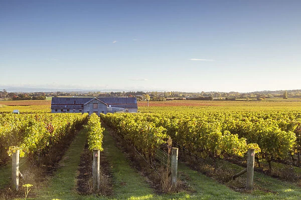 Vineyards, Te Mata Estate Winery, Havelock North, Hawkes bay, North Island, New