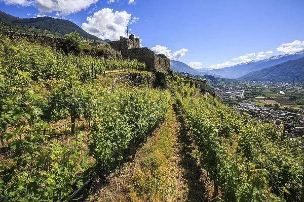 Vineyards on terraces around the Castle Grumello. Montagna in Valtellina. Sondrio