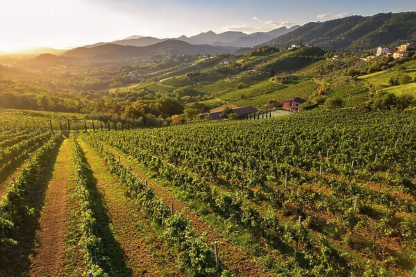 Vineyards of Terre del Vescovado in Bergamo province, Lombardy district in Italy