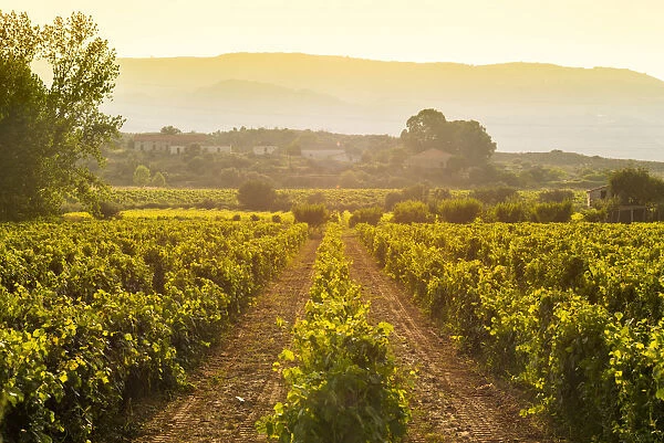 Vineyards at the Vale da Vilarica along the Sabor river, Tras os Montes, Portugal