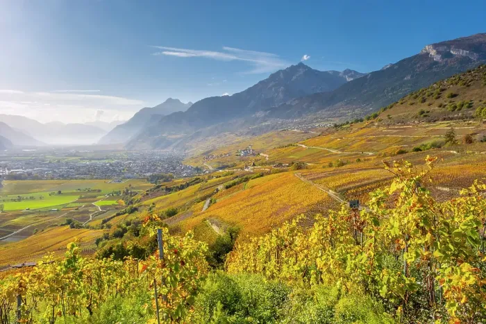 Framed Print : Vineyards above Vetroz, near Sion, Rhone Valley, Valais, Switzerland Framed Print : Vineyards above Vetroz, near Sion, Rhone Valley, Valais, Switzerland
