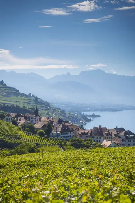 Framed Print : Vineyards above Vevey, Lake Geneva, Vaud, Switzerland Framed Print : Vineyards above Vevey, Lake Geneva, Vaud, Switzerland