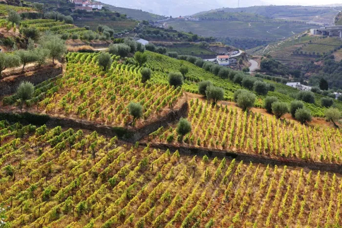 Framed Print : Vineyards in Vilarinho dos Freires, Santa Marta de Penaguiao Framed Print : Vineyards in Vilarinho dos Freires, Santa Marta de Penaguiao