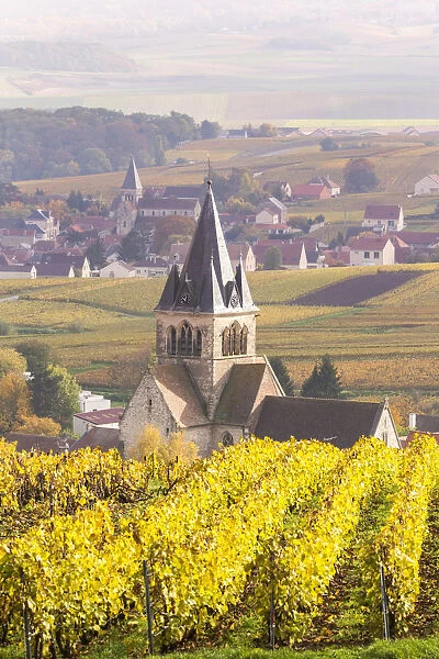Vineyards of Ville Dommange, Champagne Ardenne, France
