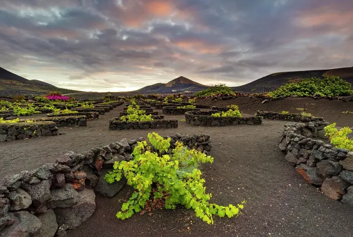 Framed Print : The vineyards and volcanic landscape of La Geria, Lanzarote, Canary Islands, Spain Framed Print : The vineyards and volcanic landscape of La Geria, Lanzarote, Canary Islands, Spain