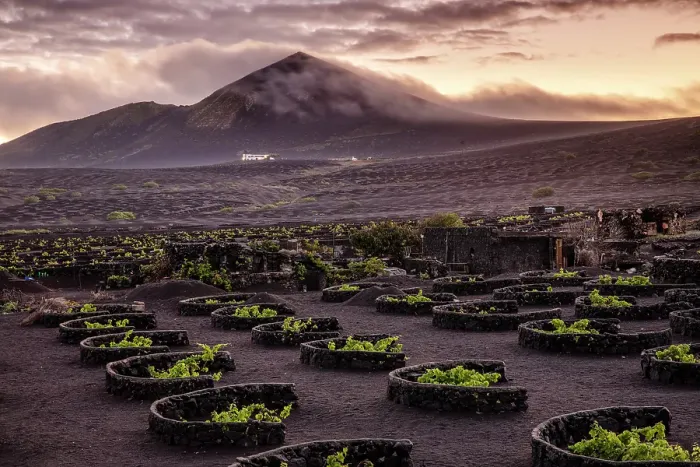 Framed Print : The vineyards and volcanic landscape of La Geria, Lanzarote, Canary Islands, Spain Framed Print : The vineyards and volcanic landscape of La Geria, Lanzarote, Canary Islands, Spain