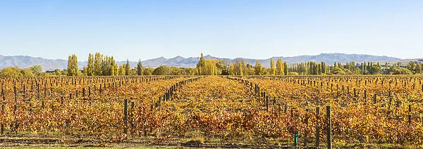 Vineyards, Waipara valley, North Canterbury, South Island, New Zealand