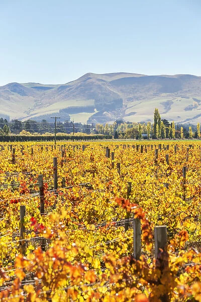 Vineyards, Waipara valley, North Canterbury, South Island, New Zealand