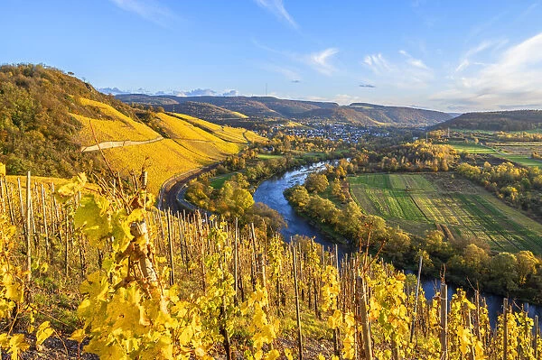 Vineyards with Wiltingen, Saar valley, Hunsruck, Rhineland-Palatinate, Germany
