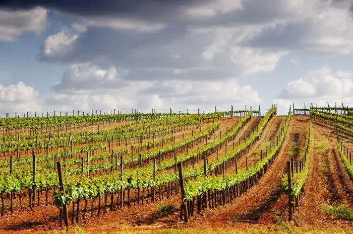 Framed Print : Vineyards in the wine growing plains of Alentejo, Portugal Framed Print : Vineyards in the wine growing plains of Alentejo, Portugal