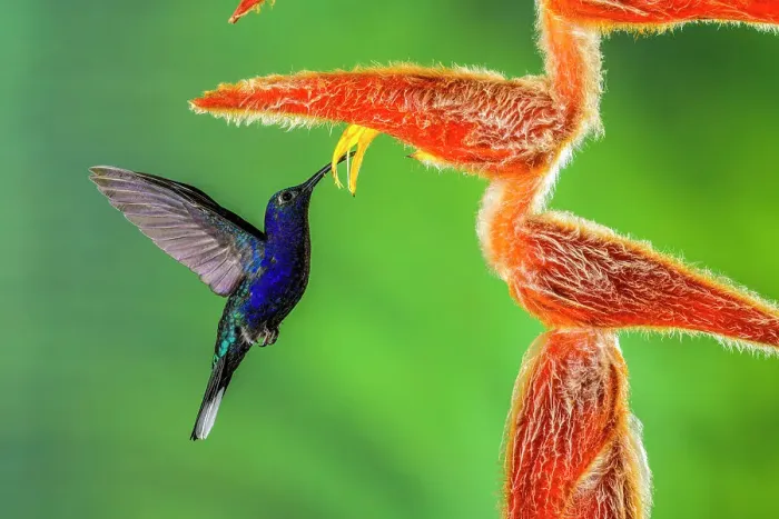 Framed Print : Violet sabrewing (Campylopterus hemileucurus), Catarata del Toro, Bajos del Toro, Alajuela, Costa Rica Framed Print : Violet sabrewing (Campylopterus hemileucurus), Catarata del Toro, Bajos del Toro, Alajuela, Costa Rica