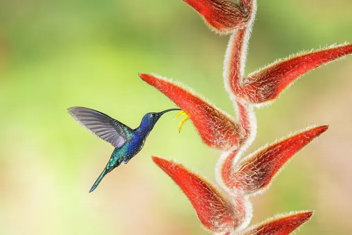 Framed Print : Violet sabrewing (Campylopterus hemileucurus), Catarata del Toro, Bajos Del Toro Amarillo, Alajuela, Costa Rica Framed Print : Violet sabrewing (Campylopterus hemileucurus), Catarata del Toro, Bajos Del Toro Amarillo, Alajuela, Costa Rica