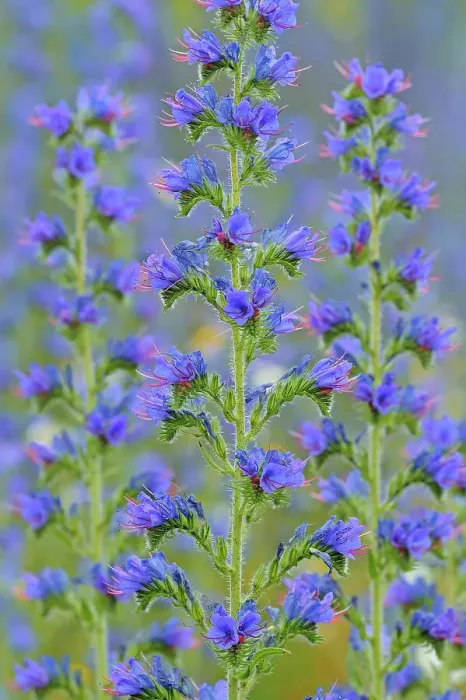 Framed Print : Viper's Bugloss (Echium vulgare ) Framed Print : Viper's Bugloss (Echium vulgare )