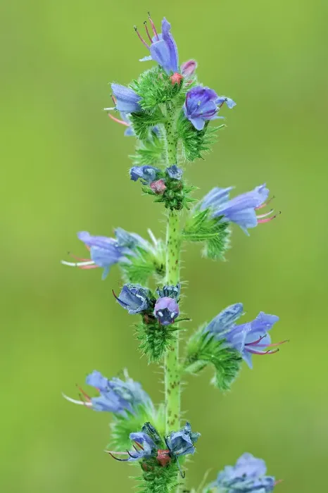 Framed Print : Viper's Bugloss (Echium vulgare) flower Temagami, Ontario, Canada Framed Print : Viper's Bugloss (Echium vulgare) flower Temagami, Ontario, Canada