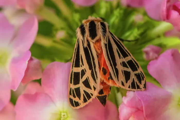 Framed Print : Virgin tiger moth (Grammia virgo, Greater Sudbury, Ontario, Canada) Framed Print : Virgin tiger moth (Grammia virgo, Greater Sudbury, Ontario, Canada)