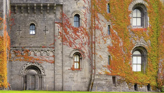 Framed Print : Virginia creeper on the walls of the Penrhyn Castle (Castell Penrhyn), a fortified manor house in Llandygai, Bangor, Gwynedd, Wales Framed Print : Virginia creeper on the walls of the Penrhyn Castle (Castell Penrhyn), a fortified manor house in Llandygai, Bangor, Gwynedd, Wales