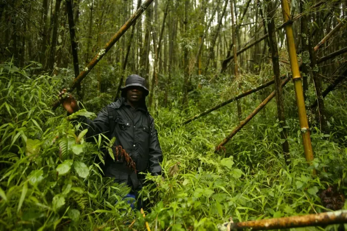 Framed Print : Virunga, Rwanda. A guide leads tourists through the ancient forests