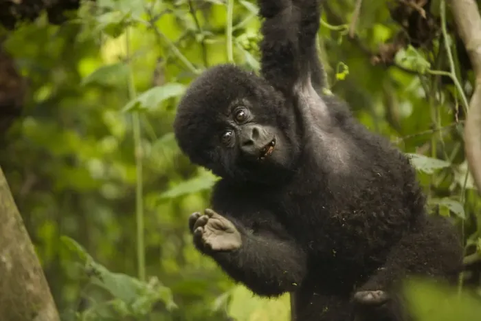 Framed Print : Virunga, Rwanda. A playful baby gorilla swings in the forest Framed Print : Virunga, Rwanda. A playful baby gorilla swings in the forest