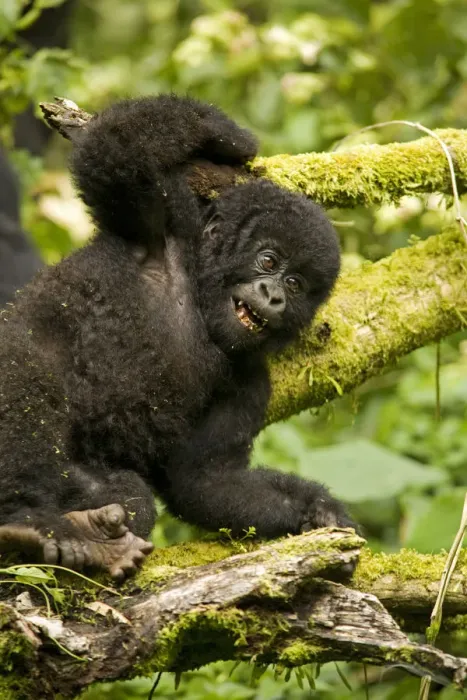 Framed Print : Virunga, Rwanda. A playful baby gorilla wrestles with its siblings