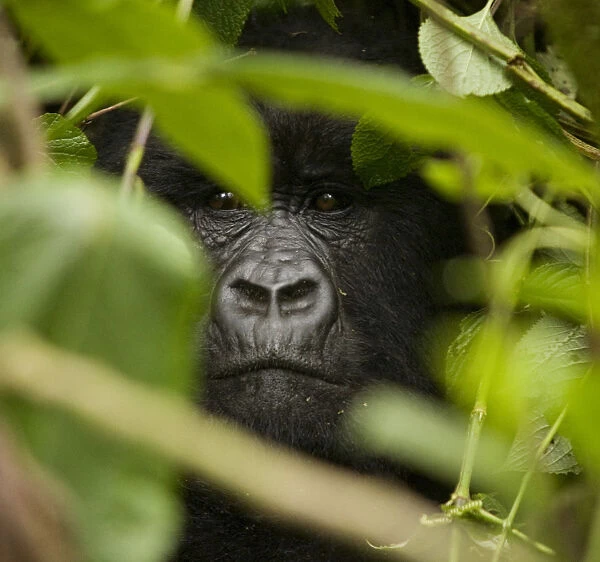 Virunga, Rwanda. A silverback gorilla peers through the undergrowth