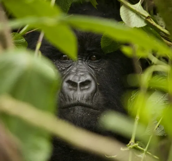 Framed Print : Virunga, Rwanda. A silverback gorilla peers through the undergrowth Framed Print : Virunga, Rwanda. A silverback gorilla peers through the undergrowth