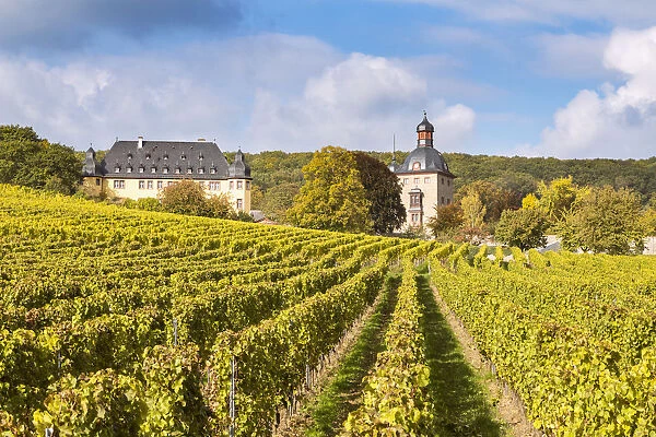 Vollrads castle and vineyards, Rhine valley, Hesse, Germany