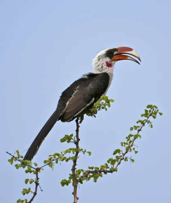 Framed Print : A Von der Deckens Hornbill Framed Print : A Von der Deckens Hornbill