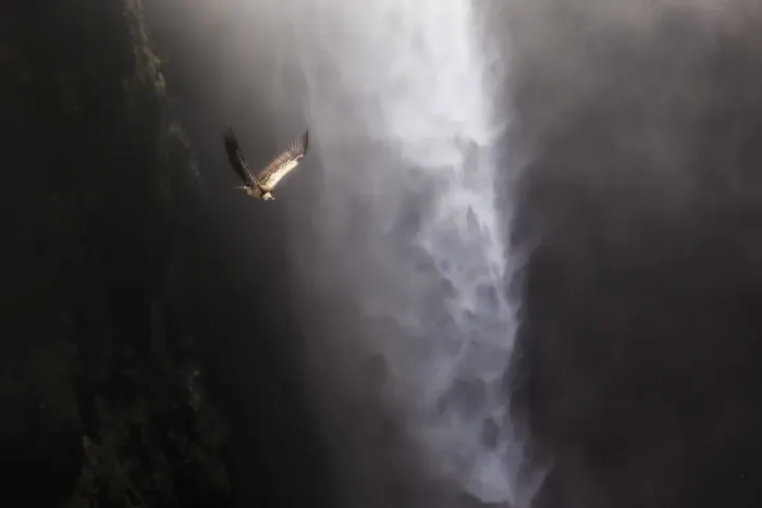 Framed Print : Vulture flying above Jinbar waterfalls (Jin Bahir Falls), Simien mountains national park