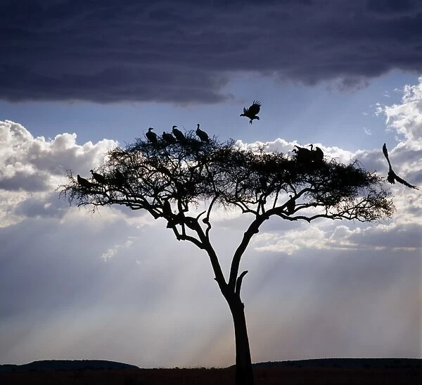 Vultures roost in an acacia tree shortly before dusk