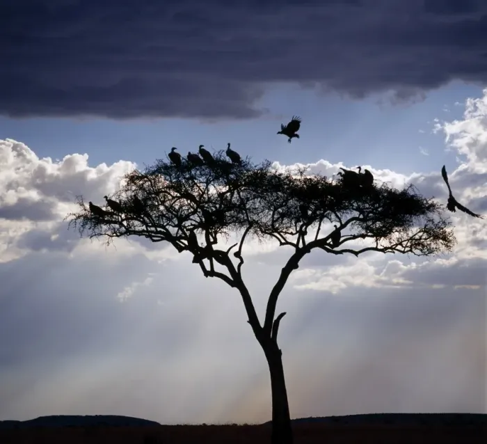 Framed Print : Vultures roost in an acacia tree shortly before dusk