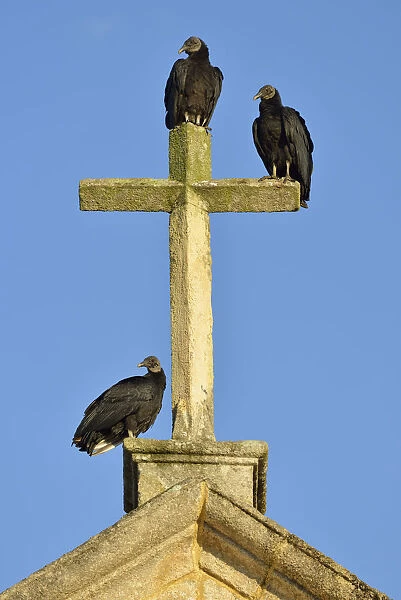 Vultures sitting on cross, colonial church, Paraty, Rio de Janeiro, Brazil, South America