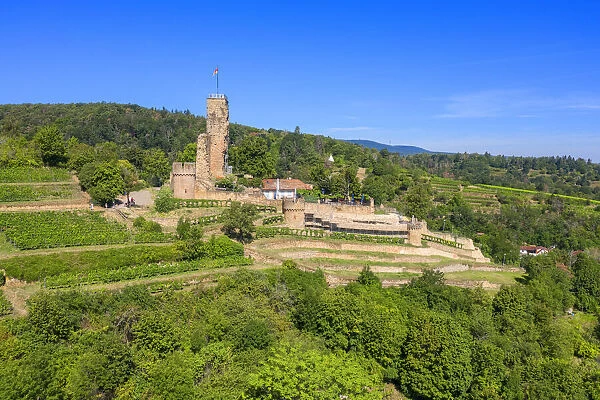 Wachenheim castle ruin, Palatinate wine road, Rhineland-Palatinate, Germany