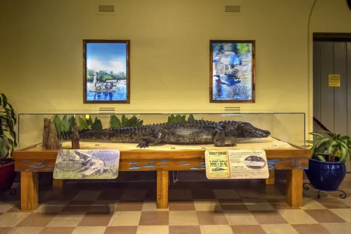 Framed Print : Wakulla Springs Lodge, Lobby, Stuffed Alligator, Old Joe, Wakulla Springs State Park Framed Print : Wakulla Springs Lodge, Lobby, Stuffed Alligator, Old Joe, Wakulla Springs State Park