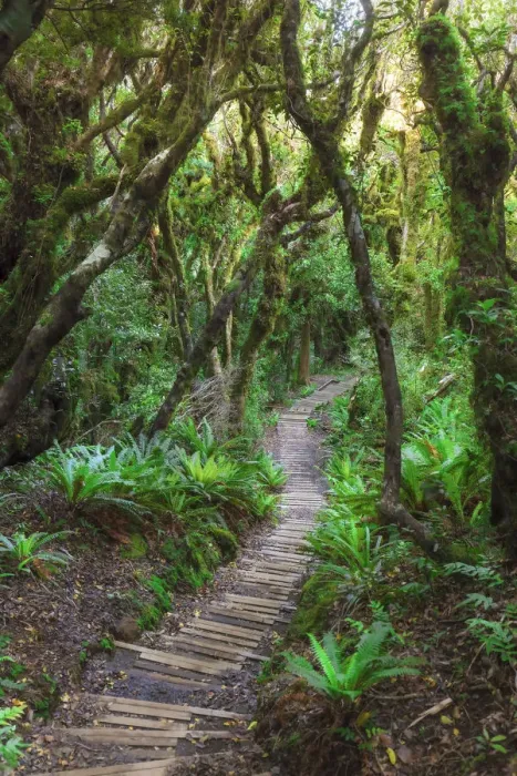 Framed Print : Walkway through the forest to the Taranaki mountain, New Zealand Framed Print : Walkway through the forest to the Taranaki mountain, New Zealand