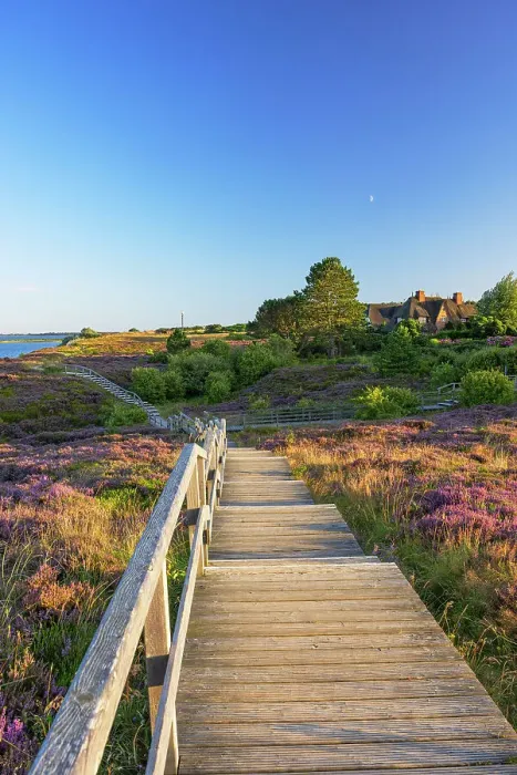 Framed Print : Walkway through heather, Braderup, Sylt, Schleswig Holstein, Germany Framed Print : Walkway through heather, Braderup, Sylt, Schleswig Holstein, Germany
