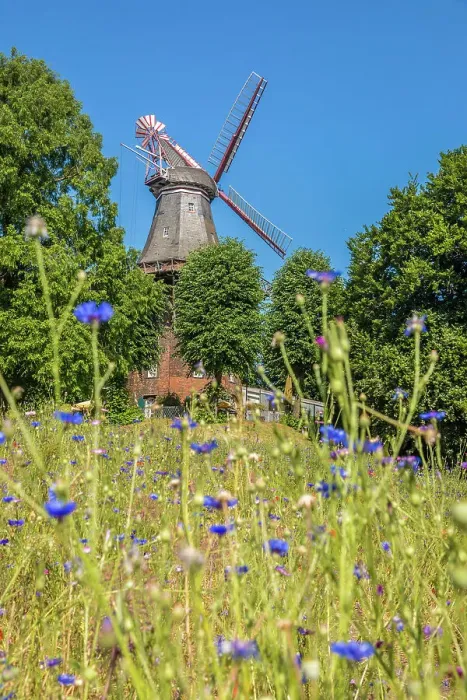 Framed Print : Mill on the wall with wildflower meadow, Bremen, Germany Framed Print : Mill on the wall with wildflower meadow, Bremen, Germany