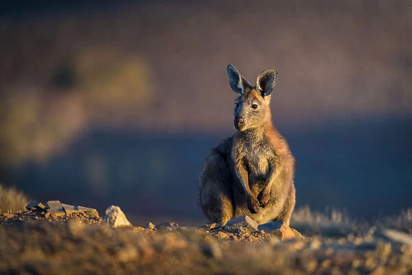 Wallaby at Stokes Hill, South Australia, Australia
