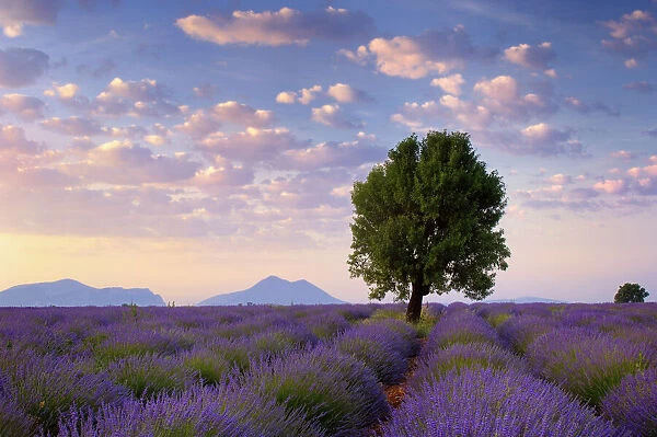 Walnut tree in blossoming Lavender field, (Lavandula) in morning light, Puimoisson, Provence-Alpes-Cote d Azur, Alpes de Haute Provence, Valensole, Plateau de Valensole, Provence, South France, France